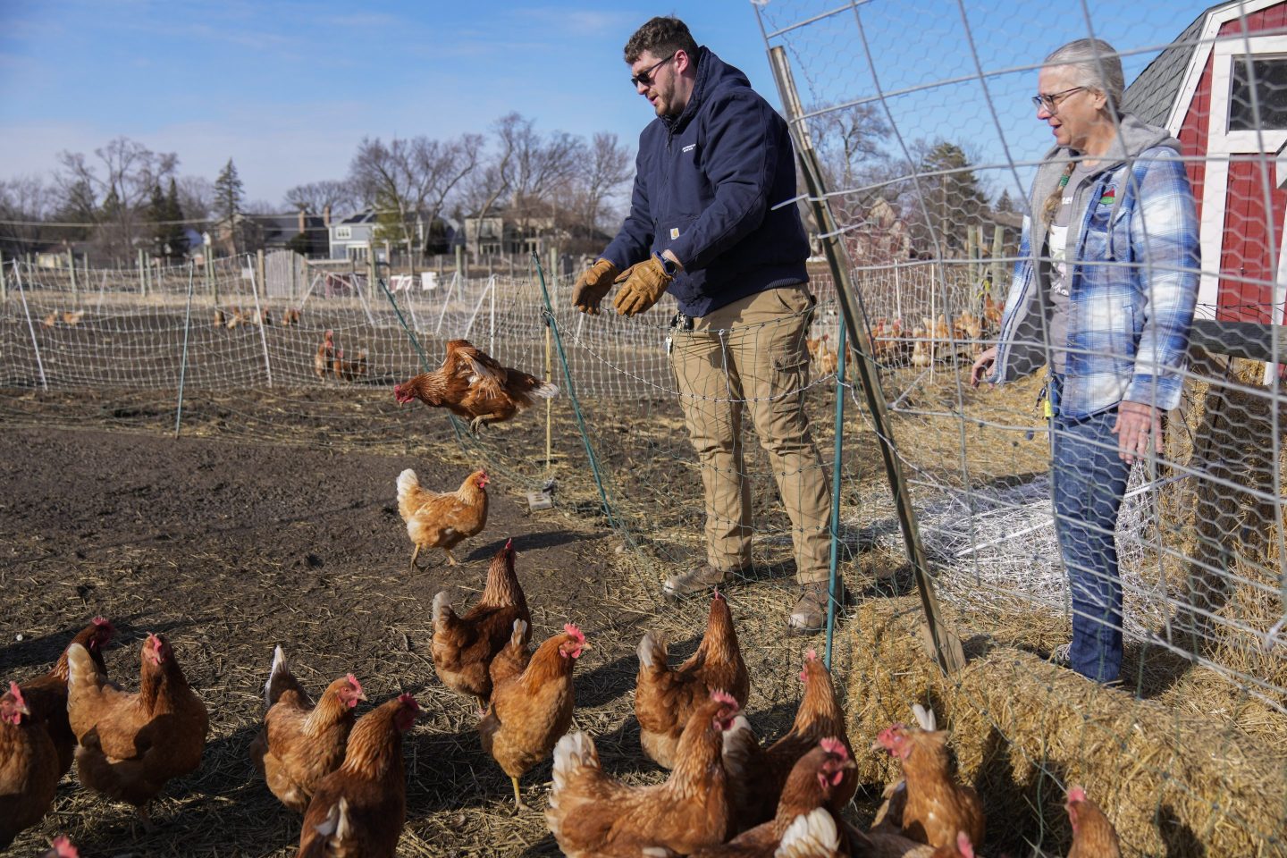 Red Star hens, a hybrid breed that lays large brown eggs, walk around outside their coop at Historic Wagner Farm, on Feb. 7, 2025, in Glenview, Ill.