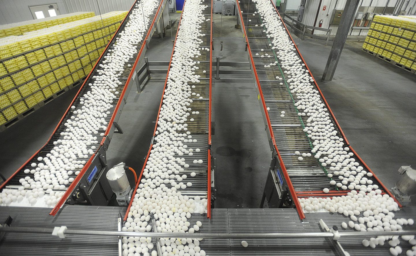Dozens of eggs roll along a conveyor belt