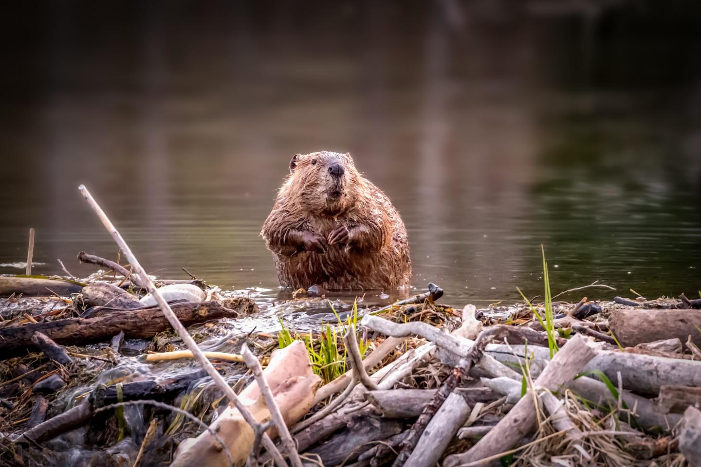 Family of beavers save Czech government $1.2 million by finishing a 7-year dam project in just a few weeks