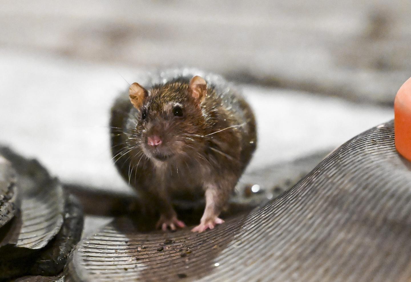 Rat on a traffic cone