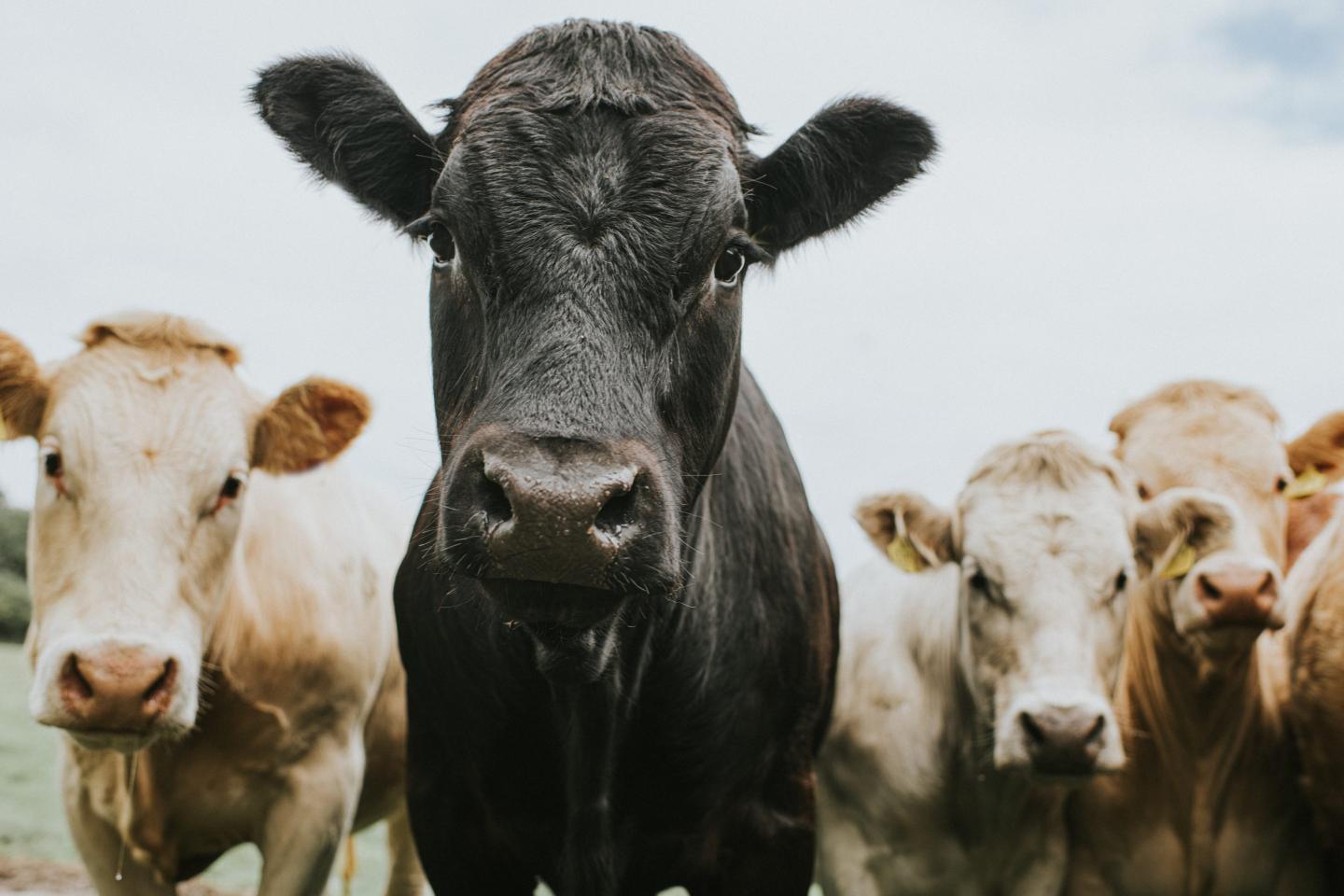 Photo of cows in a herd