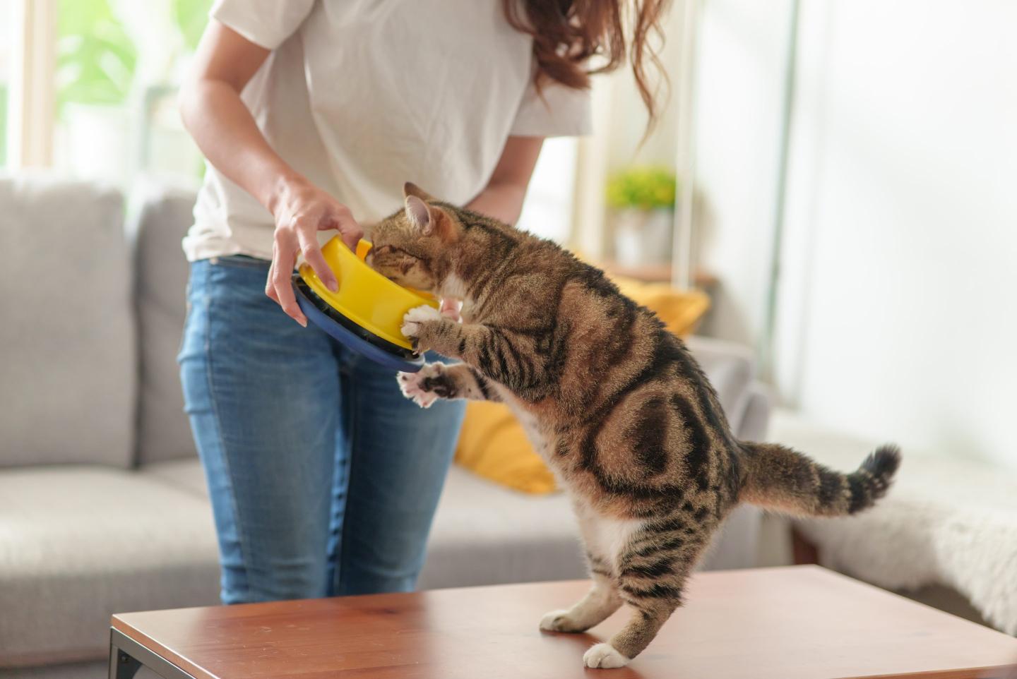 a cat eating from a plate held by a lady