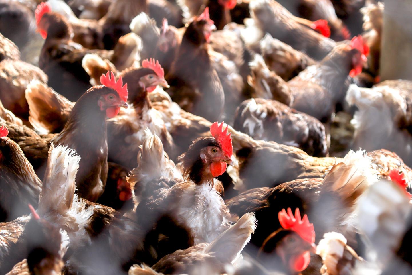 Some grocers are keeping egg prices at record highs to slow demand as hen ‘depopulation’ ramps up amid avian flu