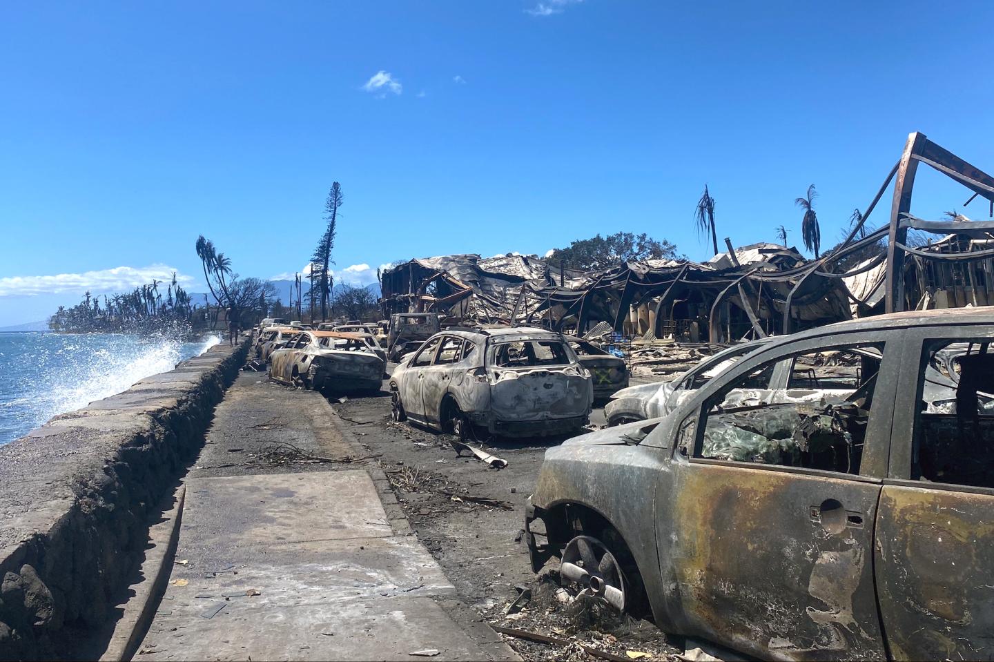 Burned cars and palm trees after wildfires hit Maui