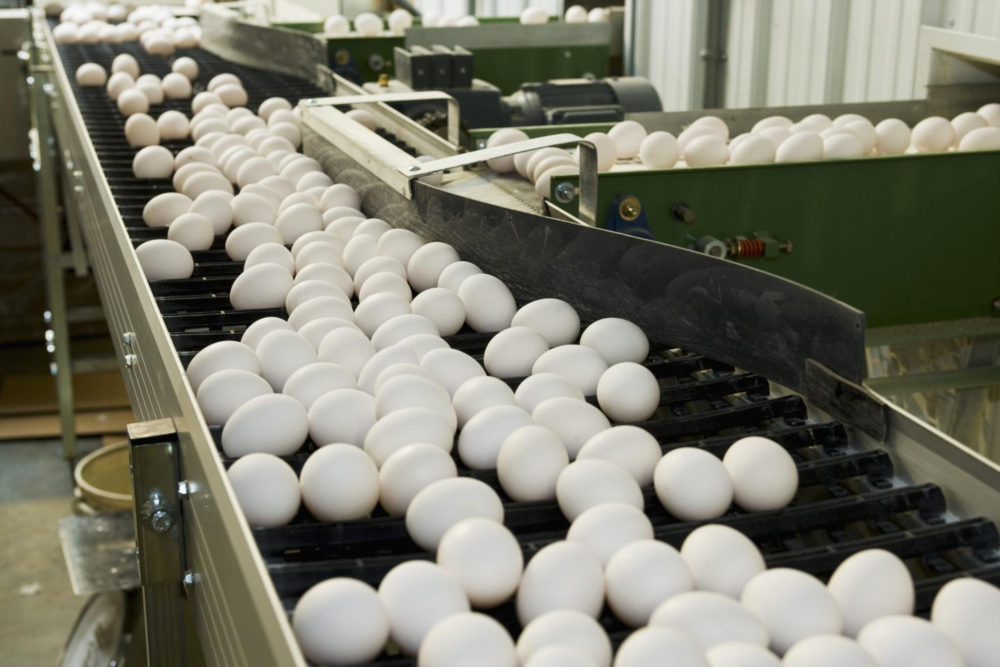 Fertilized chicken eggs being sorted and processed