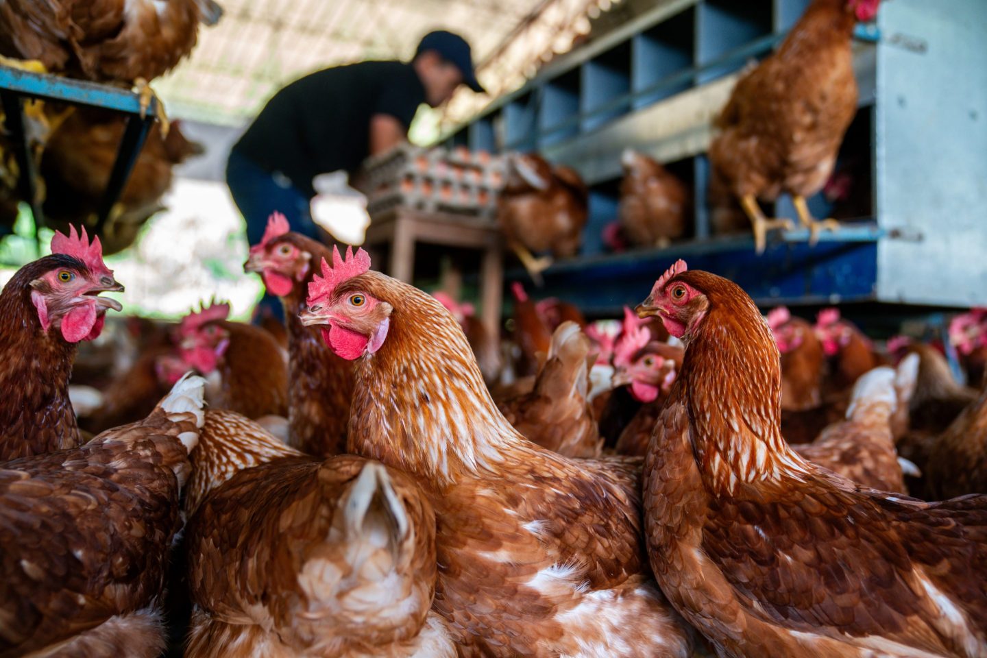 Hens at a poultry farm