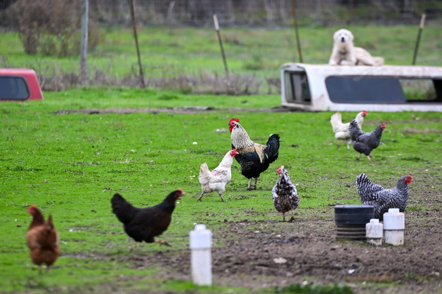 Chickens and a rooster on a California farm amid the Bird flu crisis.