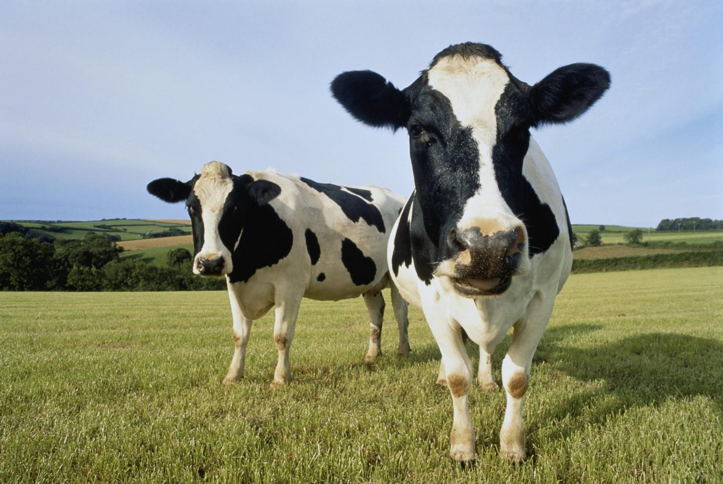 Two cows in a field