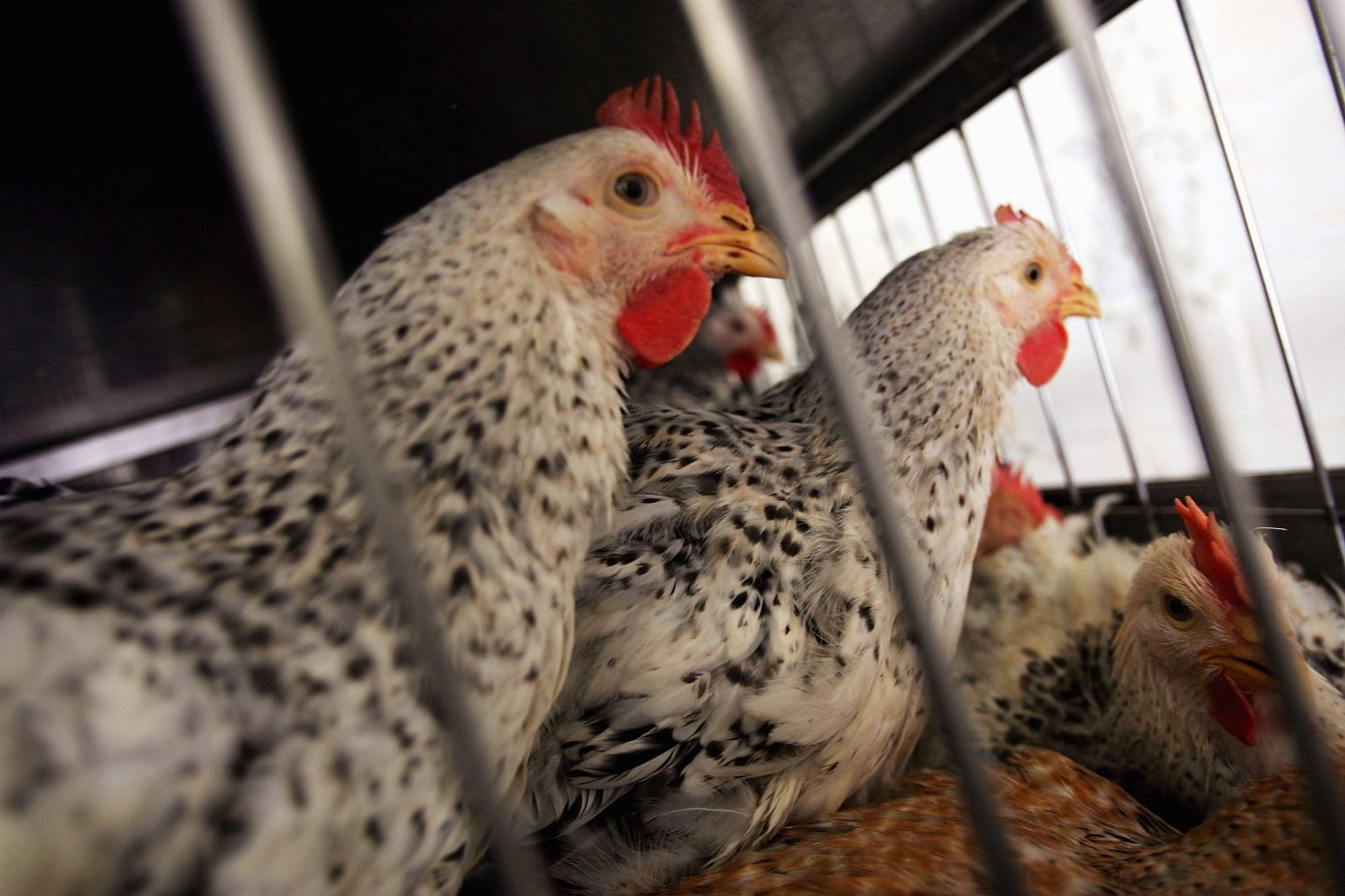Chickens sit in cages in a live bird market in New York City