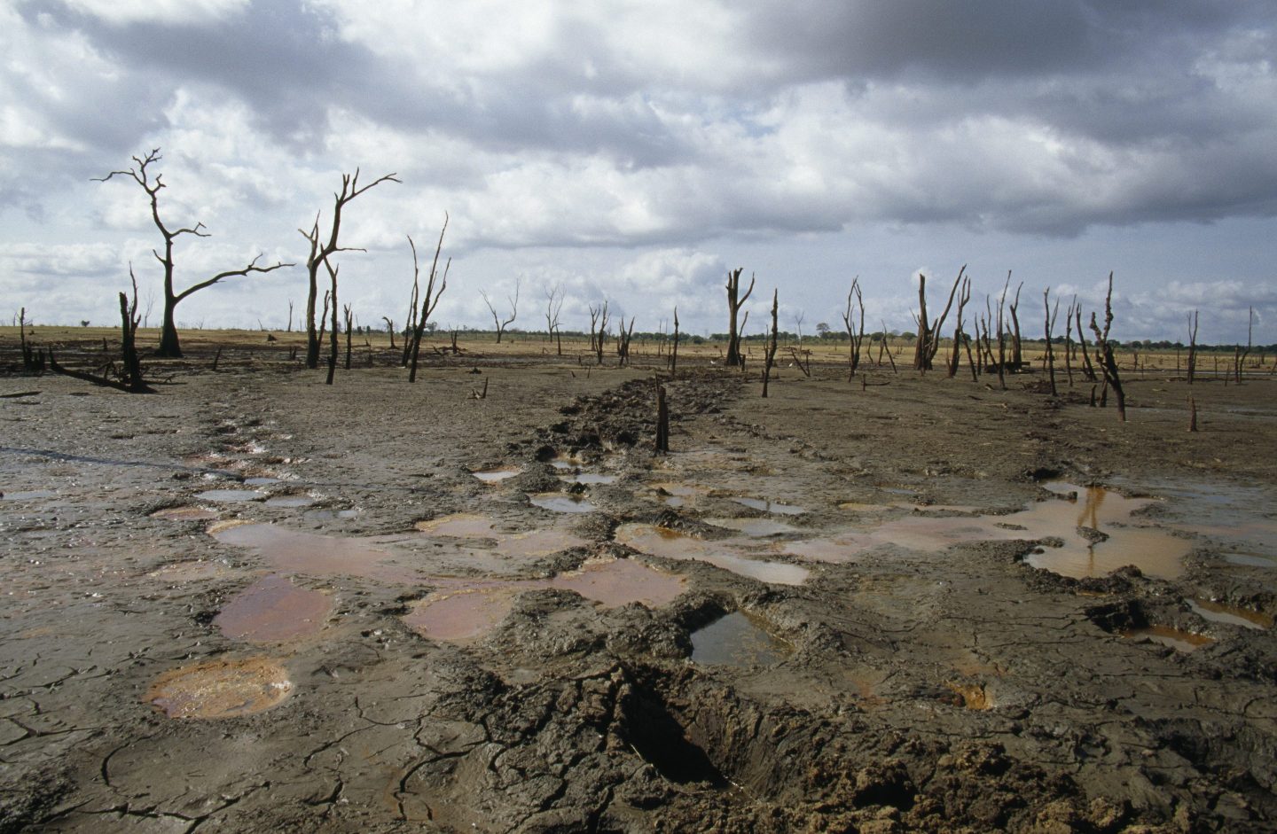 Endangered Asian elephant footprints are seen in a drought-stricken wetland