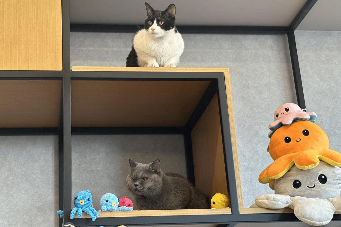 two cats perched on shelves in a cat play area