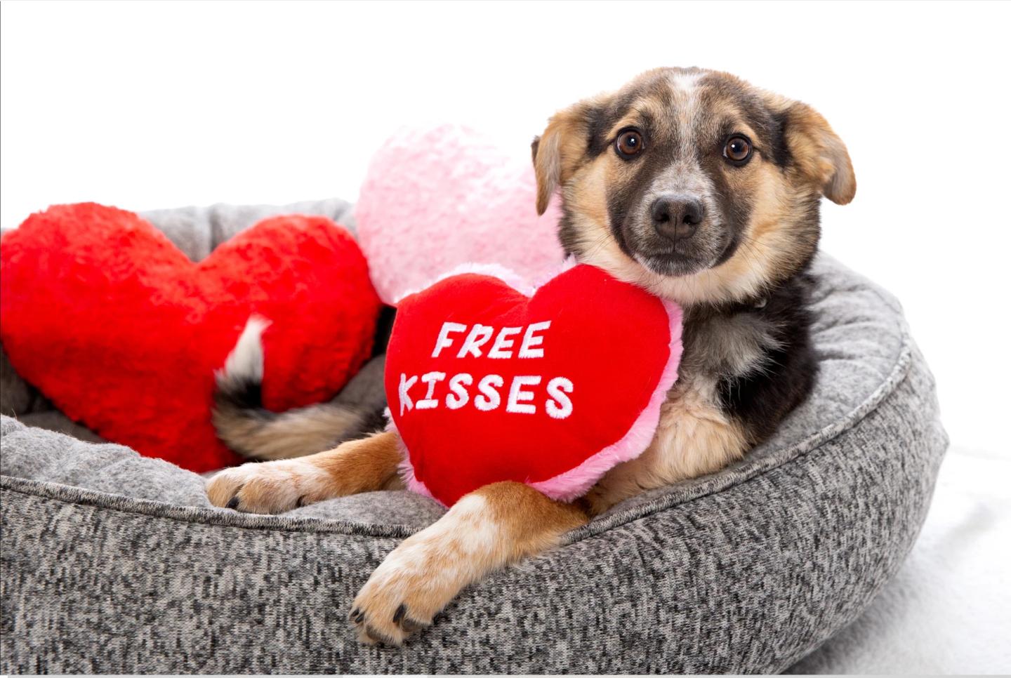 National animal shelter is offering a dog or cat sleepover for Valentine’s Day