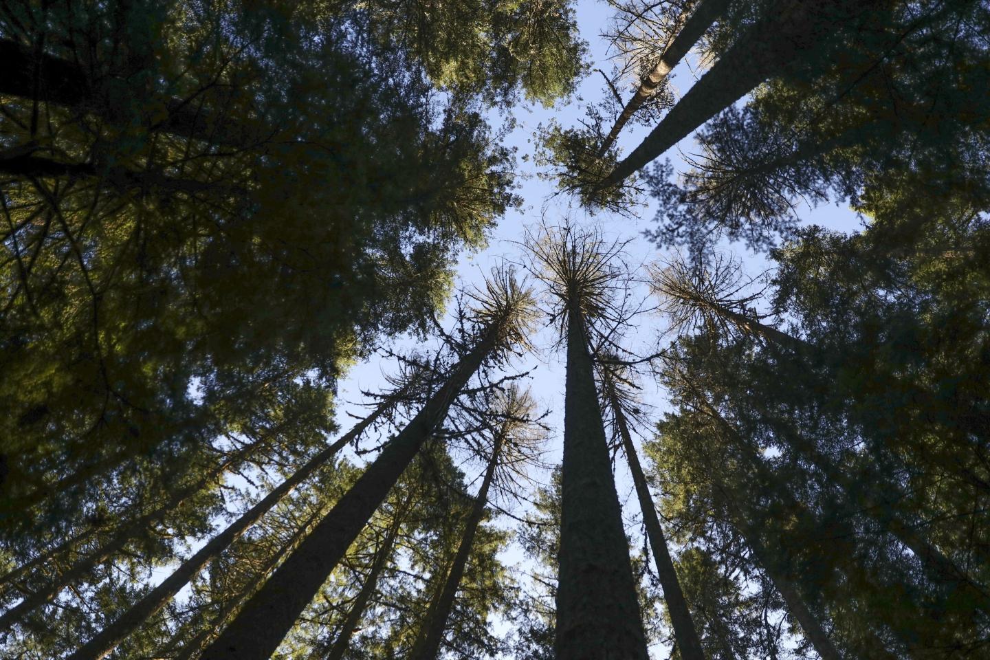 Trump wants to use ‘God Squad’ to approve his plans to increase logging by bypassing endangered species protections