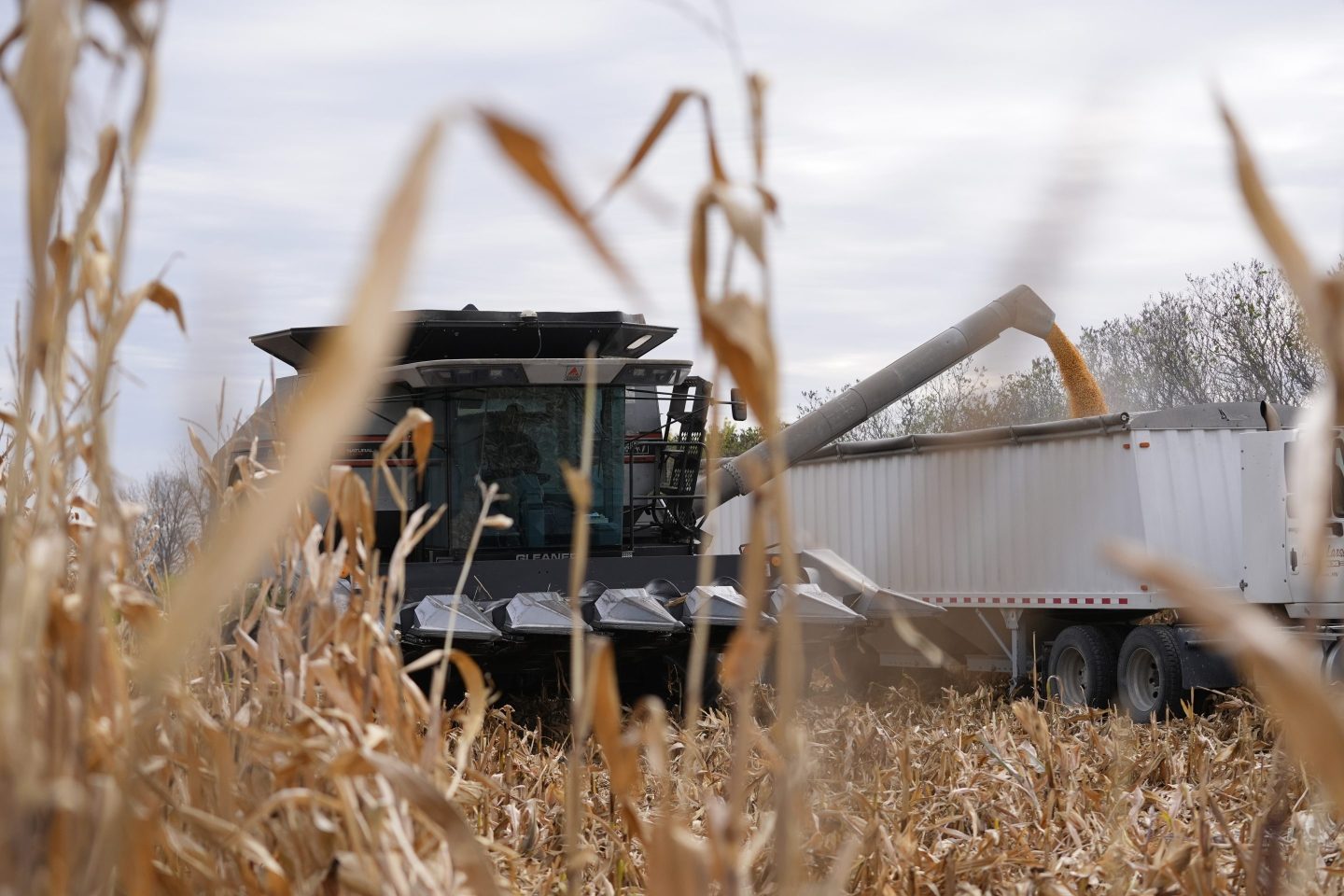 Martin Larsen transfers corn from his combine to a delivery truck, Oct. 18, 2024, in Oronoco, Minn.