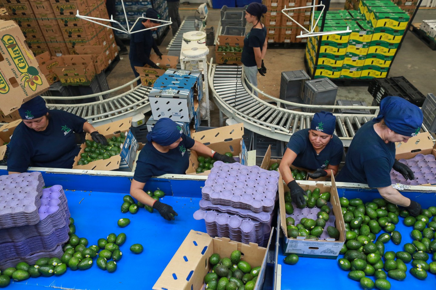 Workers sort avocados at a packing plant in Uruapan, Mexico, Nov. 27, 2024.