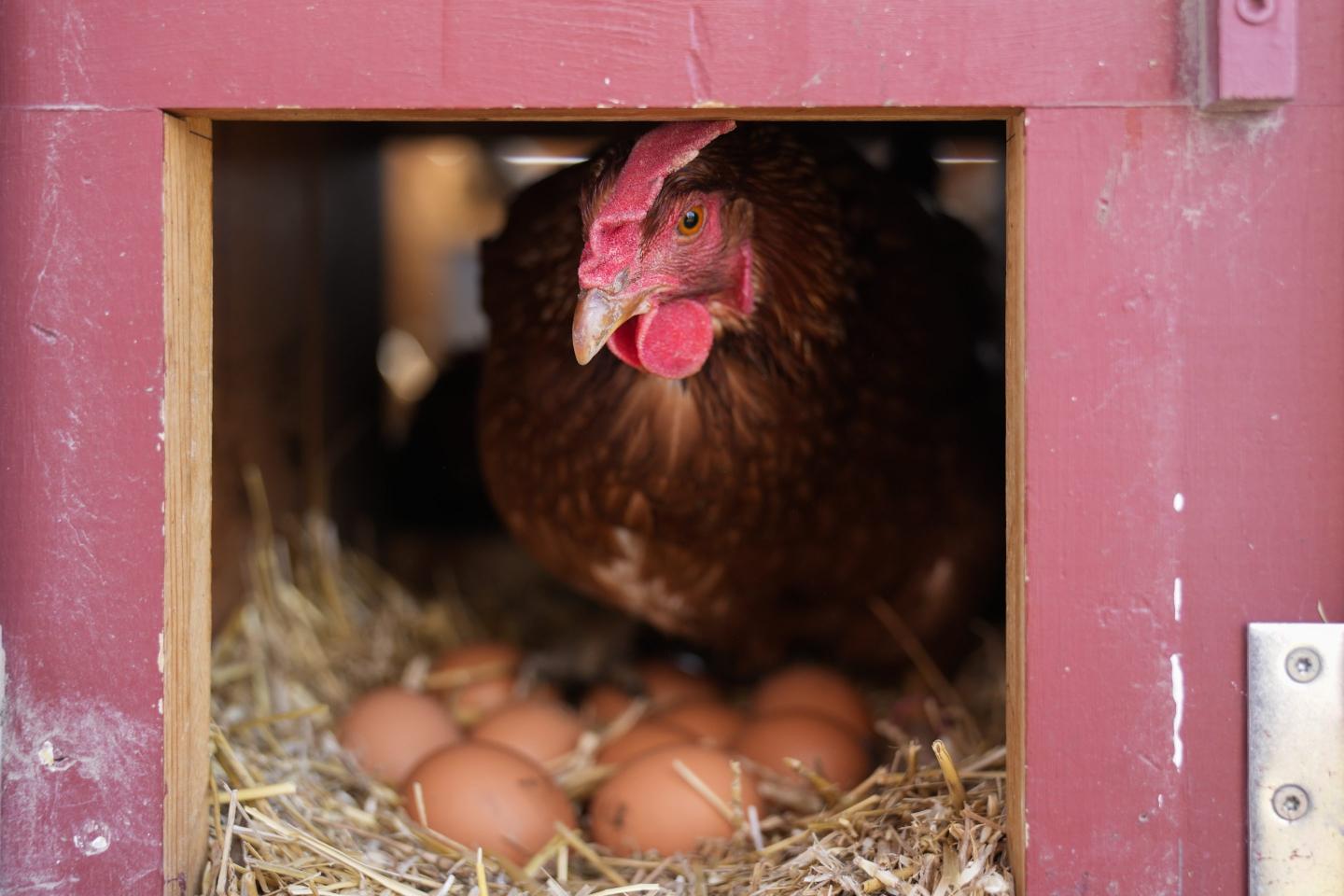 Vaccinating U.S. chickens could help cut $6 egg prices, but it probably won’t happen for a long time—if ever. Here’s why