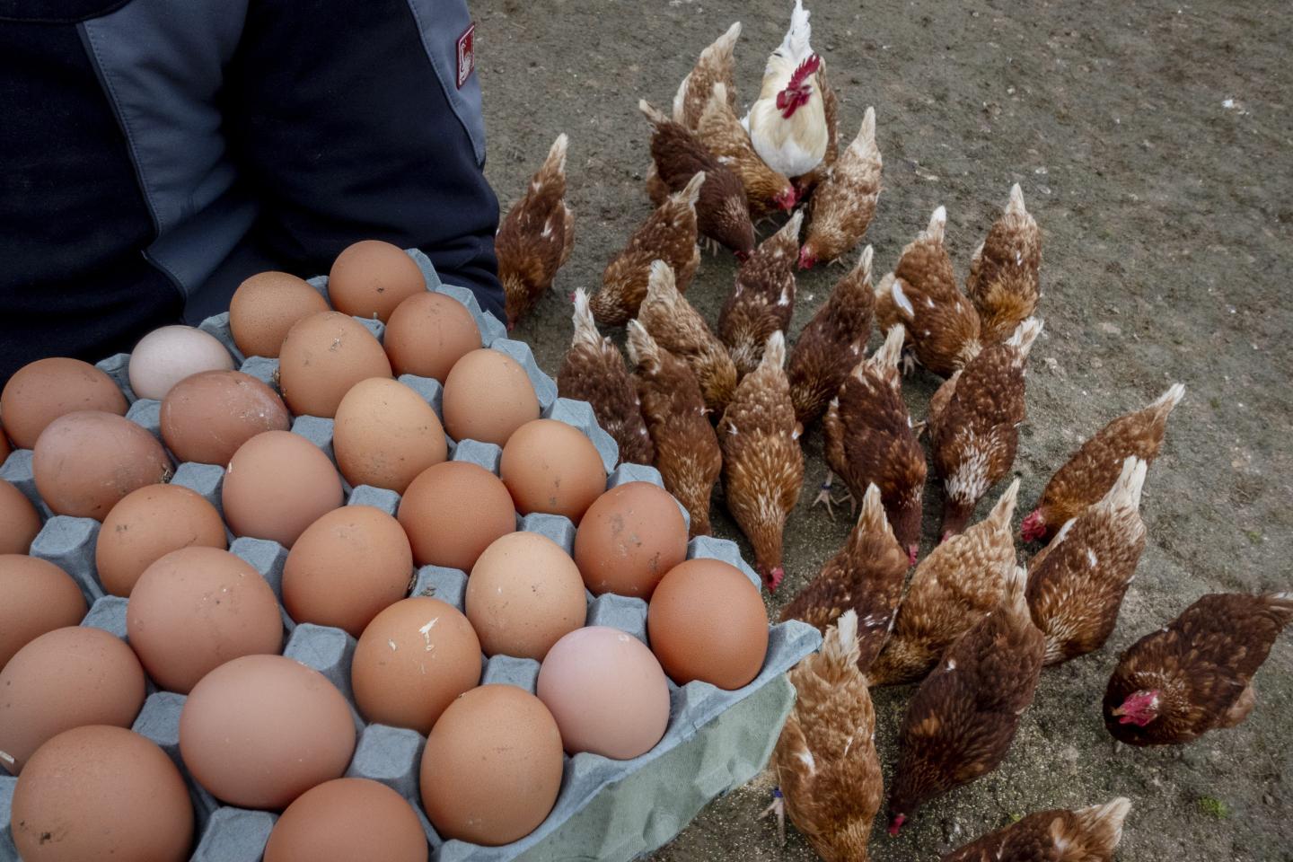 Trump administration wants Europe to send eggs to the U.S.—that might be a problem, but not because of tariffs