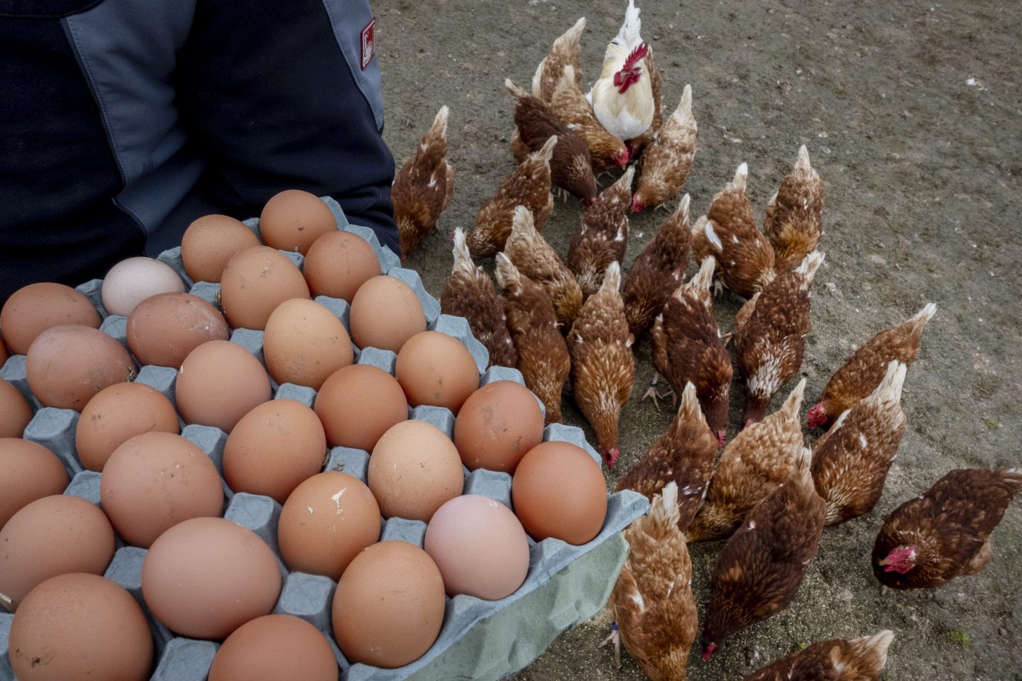 A farmer displays eggs from his chickens in Wehrheim near Frankfurt, Germany, on March 26, 2025.