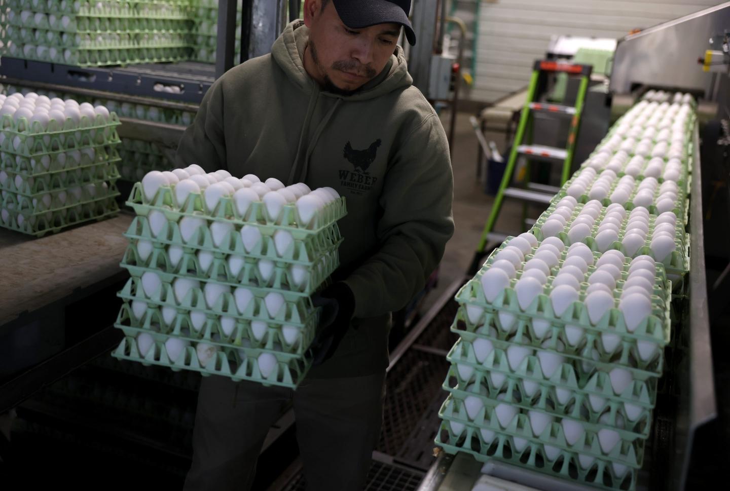 A worker carries several stacked flats of eggs