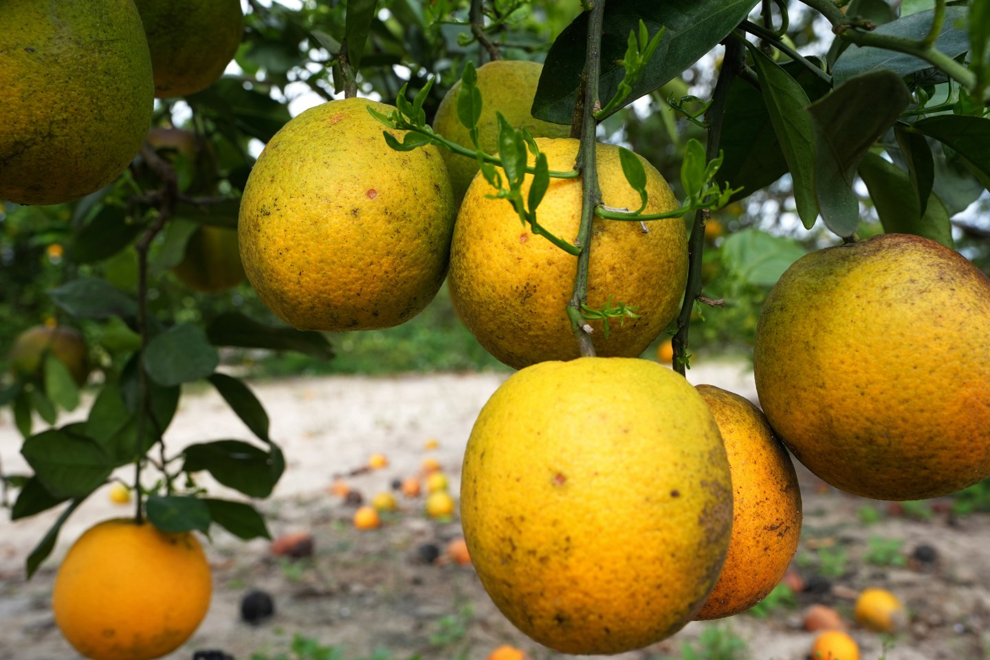 One of Florida's biggest citrus growers plans to build a 3,000-acre (1,200 hectare) community in southwest Florida, just months after announcing it was abandoning its citrus-growing operations at the end of this year's season.
