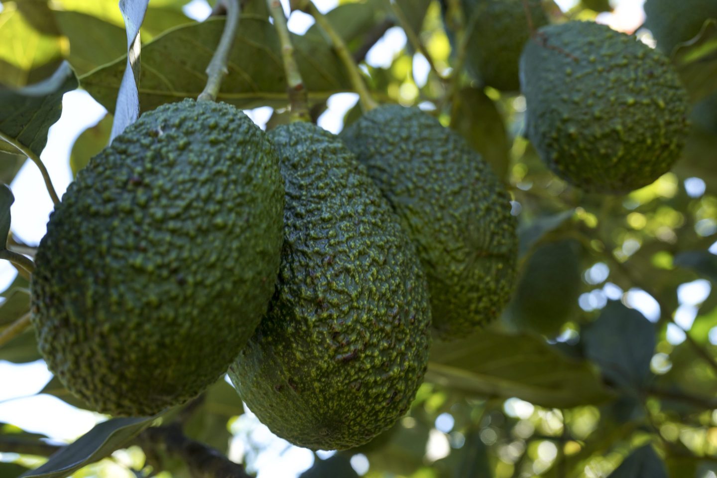 Avocados growing on a farm in Guatemala