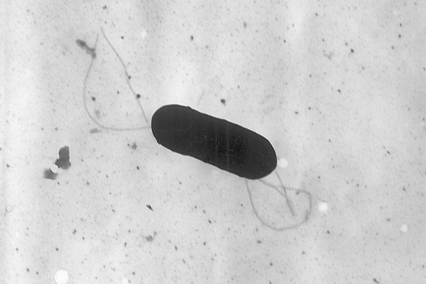 A Listeria monocytogenes bacterium