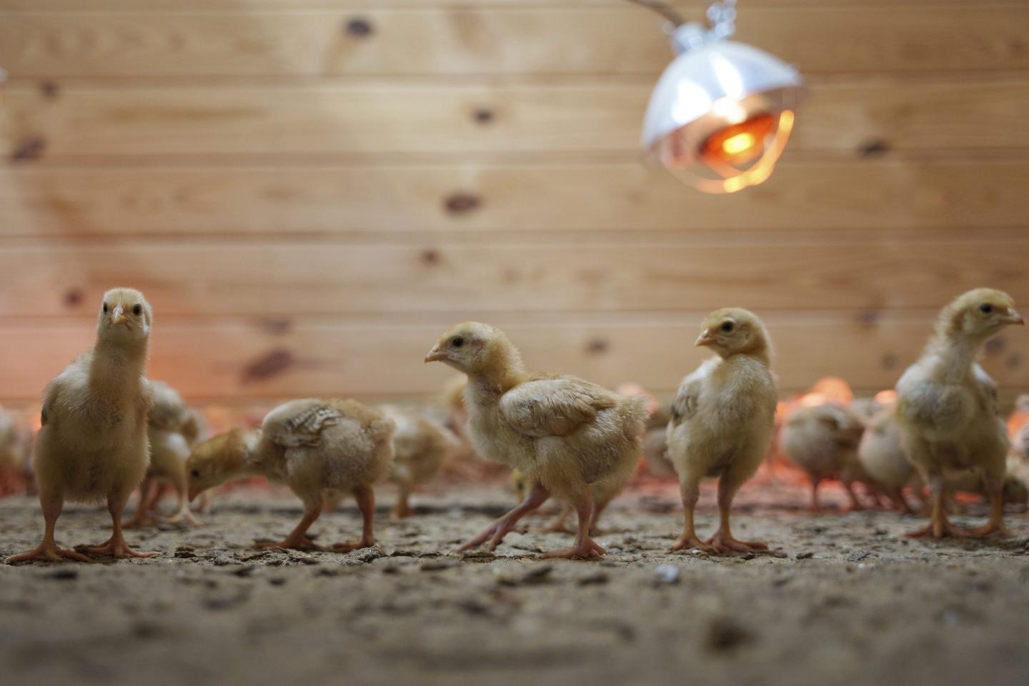 baby chicks in a crate