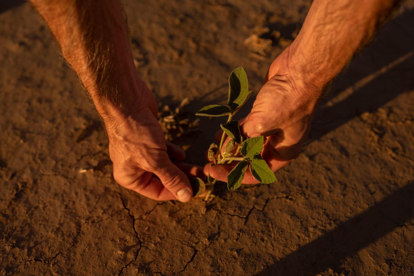 Dry spell worries farmers as Britain suffers its driest spring since 1852