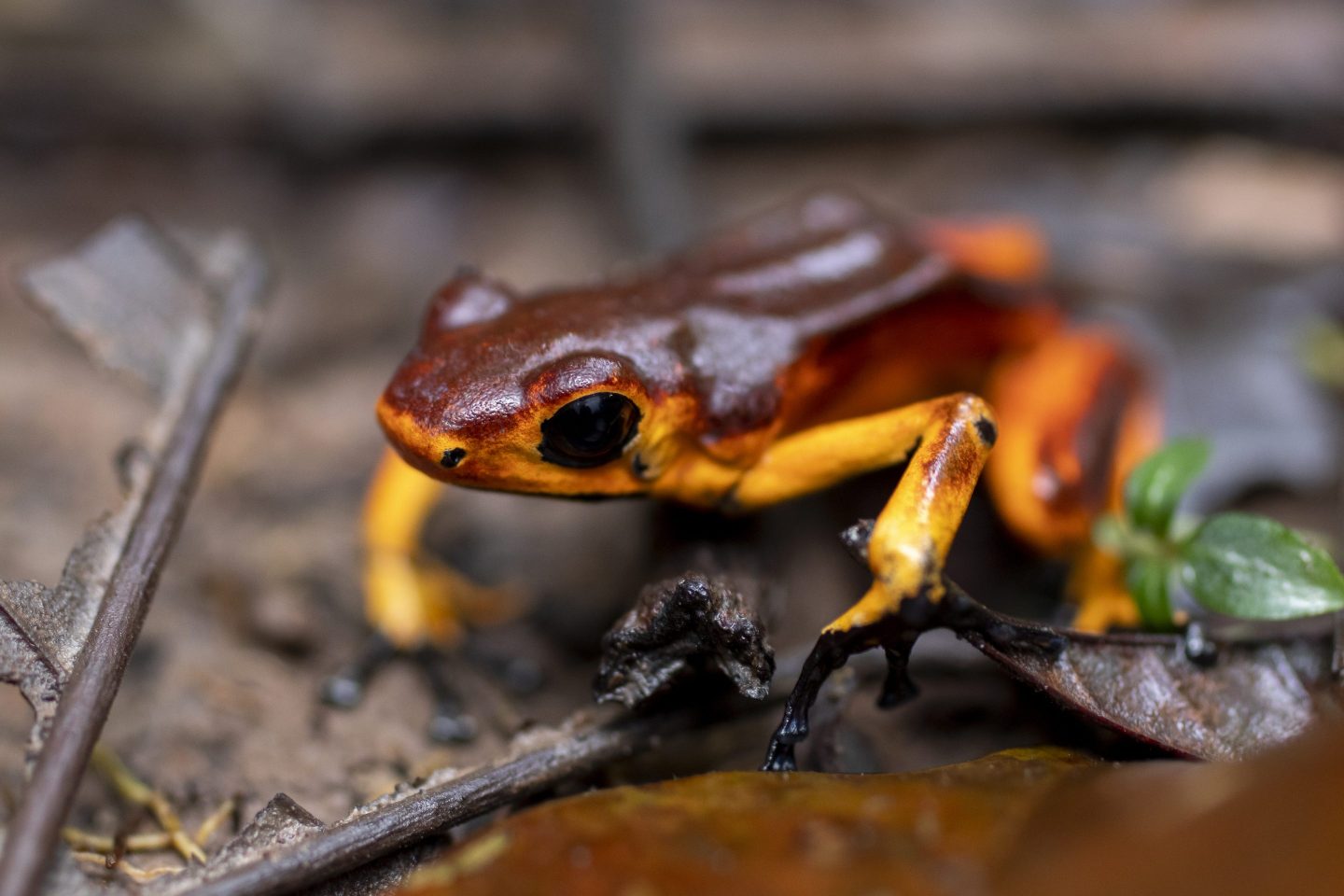 An orange poison dart frog on a leaf