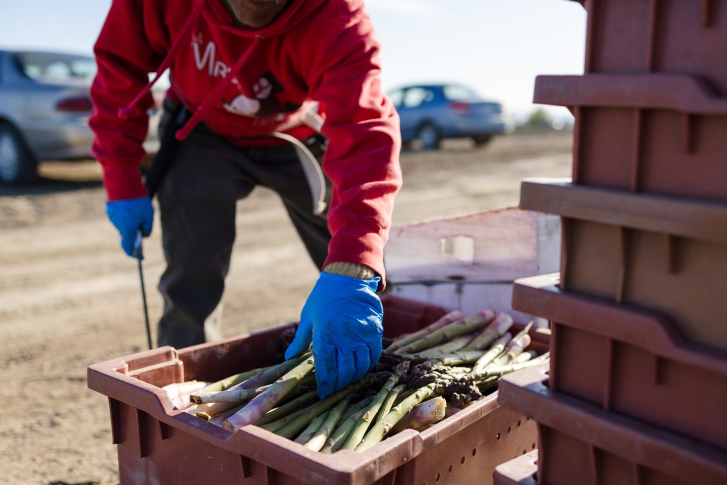 Person leans over a crate of asparagus