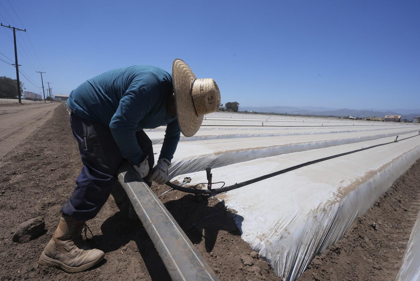 Farmers, ranchers, and hospitality managers face whiplash as Trump orders ease on ICE raids and then flip flops: ‘There’s fear and worry once more’