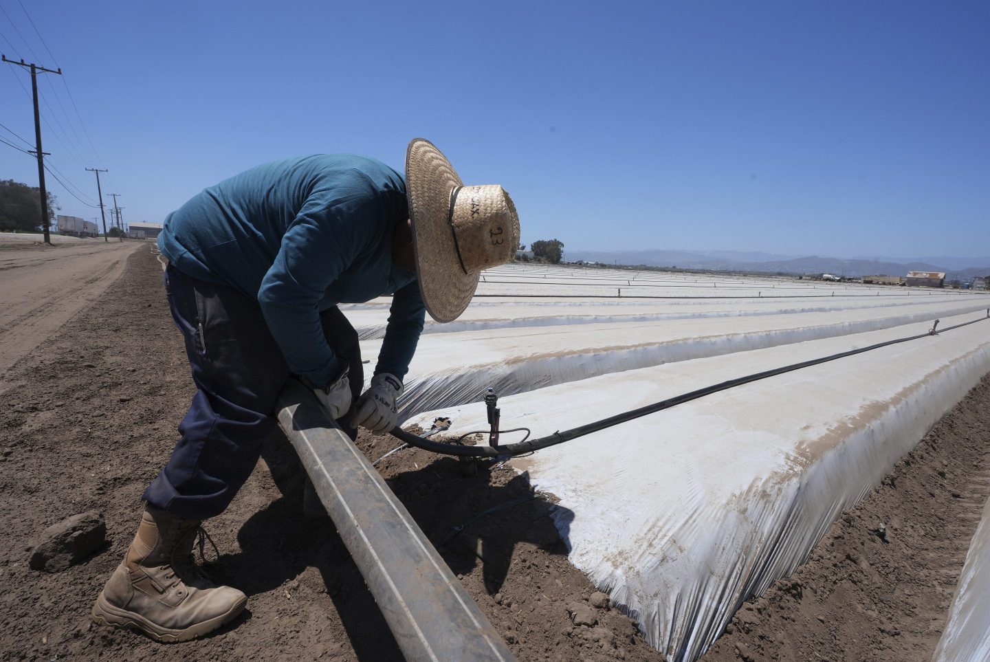A farm worker sets up irrigation pipes for a strawberry field in Oxnard, Calif., on June 18, 2025.