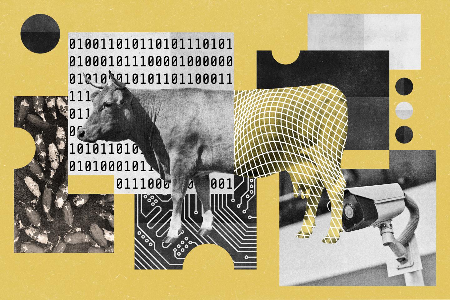 AI on the farm: The startup helping farmers slash losses and improve cows’ health