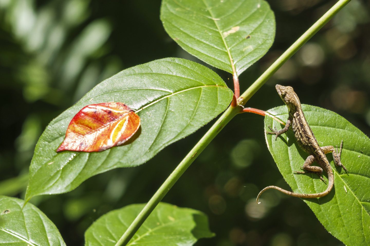 A brown anole at the Big Cypress National Preserve.