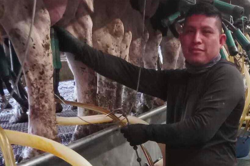 Vermont dairy farm migrant ICE raids put industry on edge: ‘It would all go down’ without immigrant workers