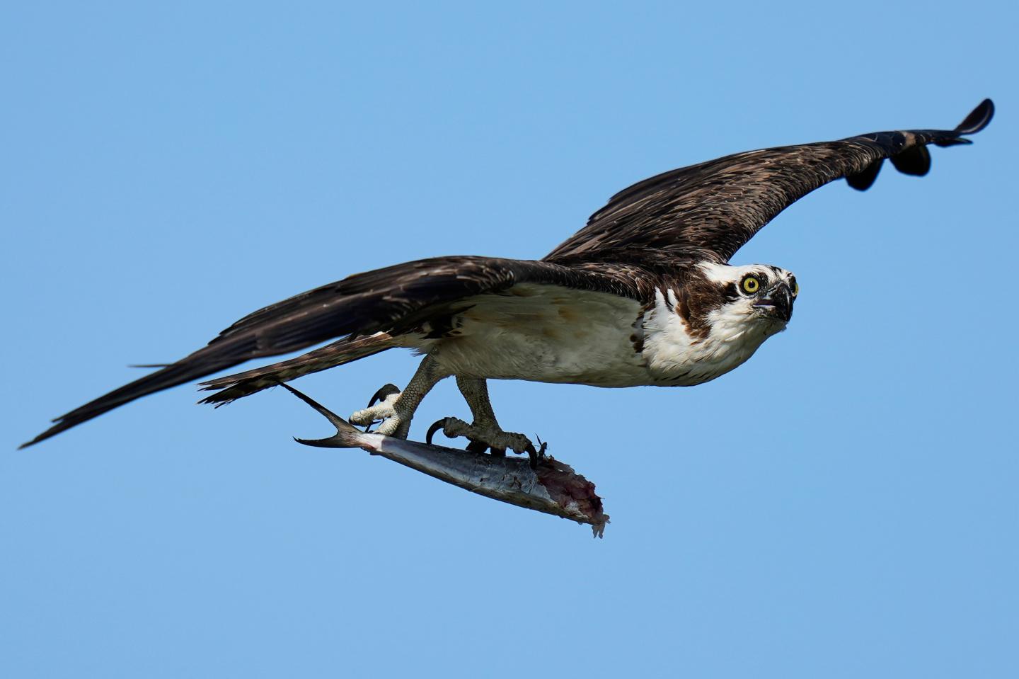 Osprey
