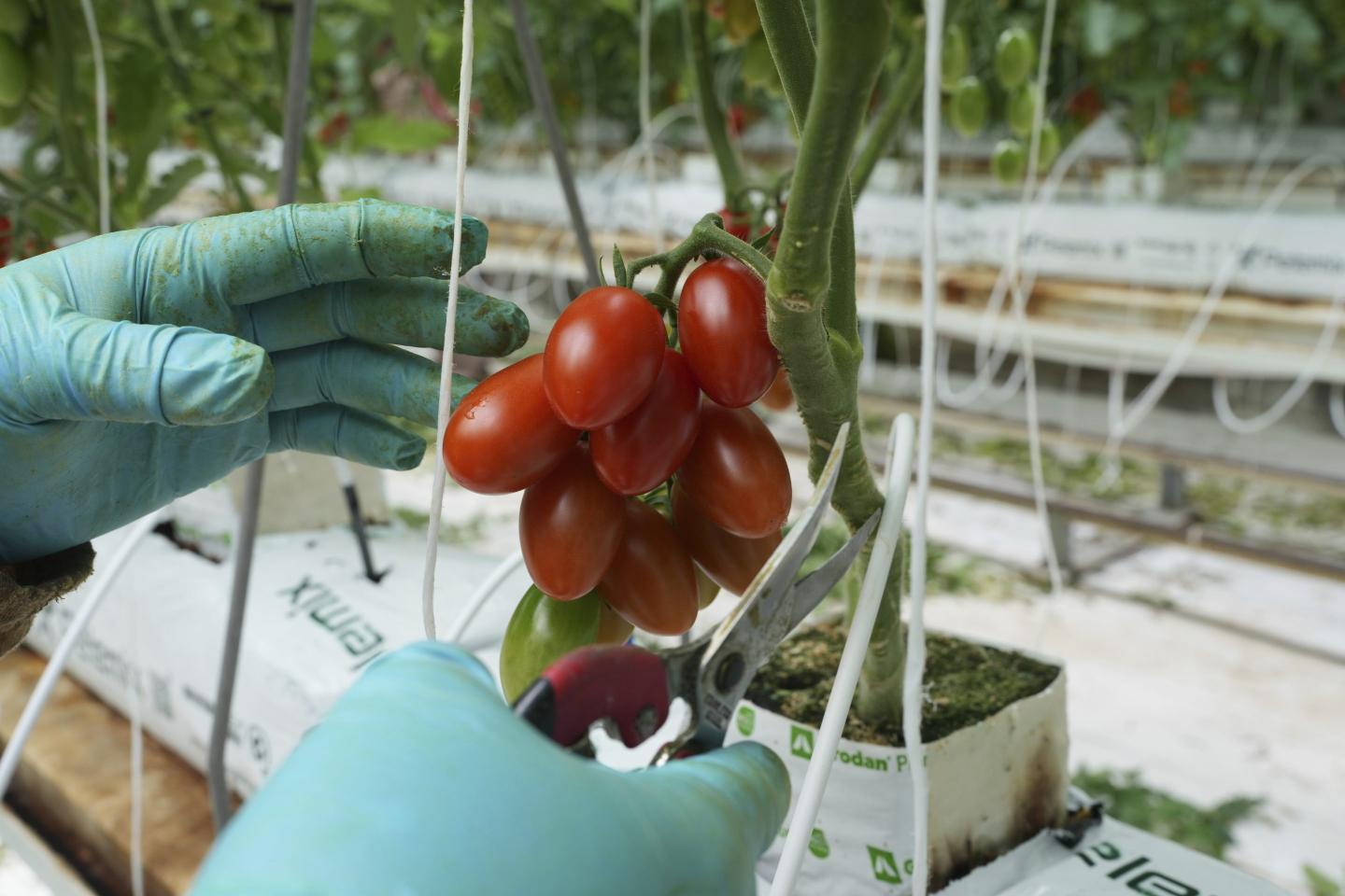 fresh tomatos