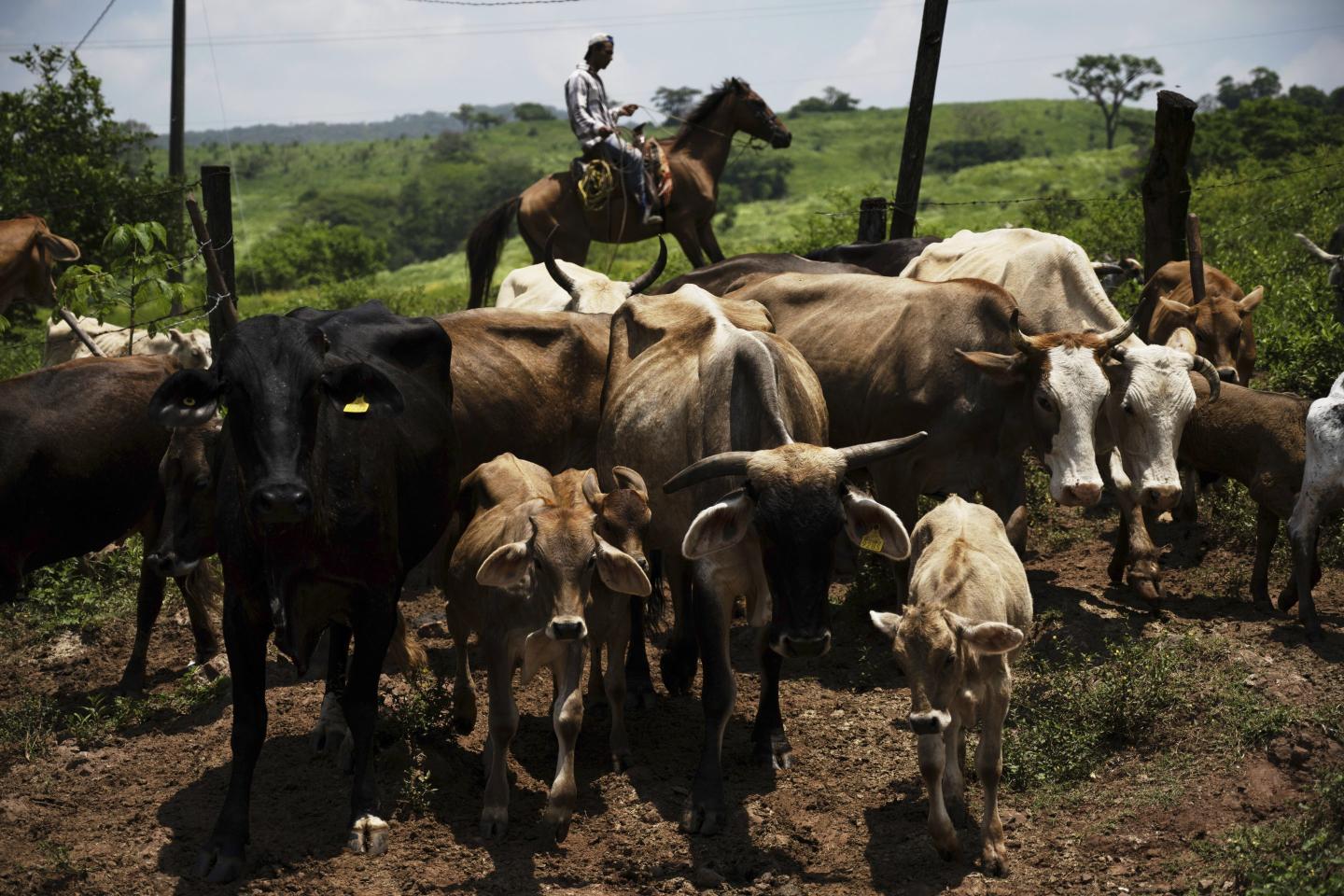Mexican flesh-eating parasite surged so fast that farmers in Texas, Mexico pour gasoline and lime on open cattle wounds
