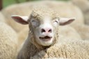 Photo: Sheep.