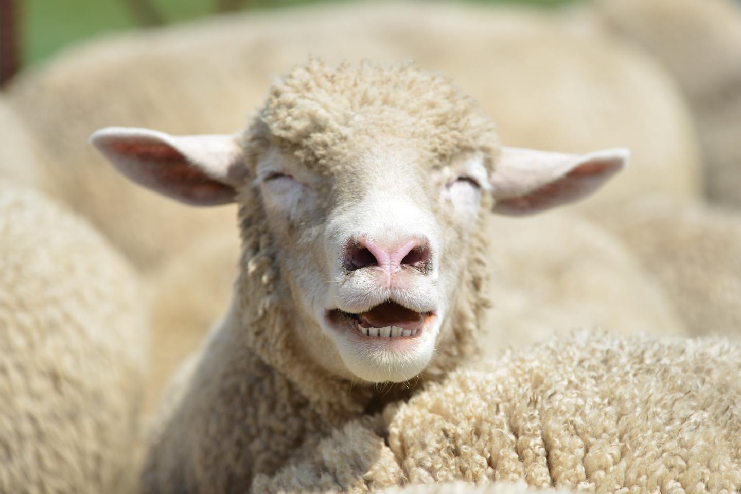 Photo: Sheep.