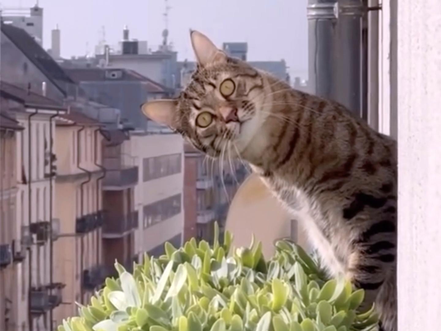 Cat videos