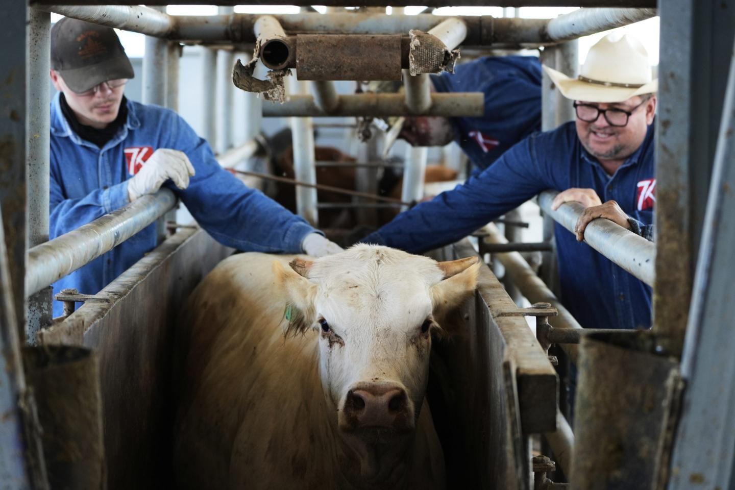 To stop a flesh-eating cattle parasite in Mexico from crossing the border, the U.S. will build a $750 million factory that breeds sterile flies