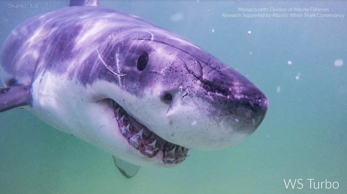 Shark