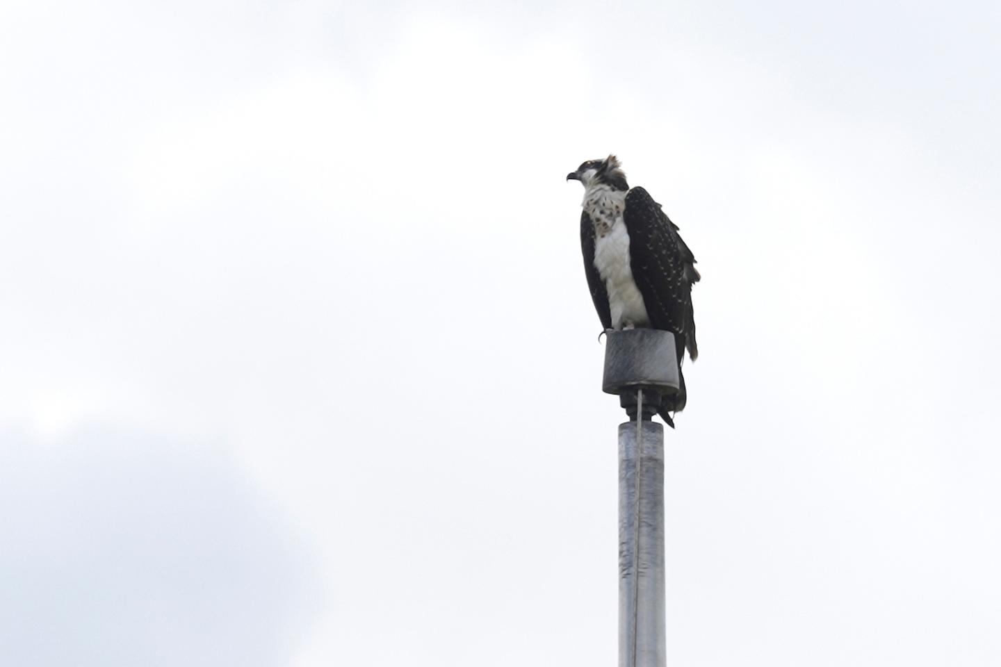 Osprey