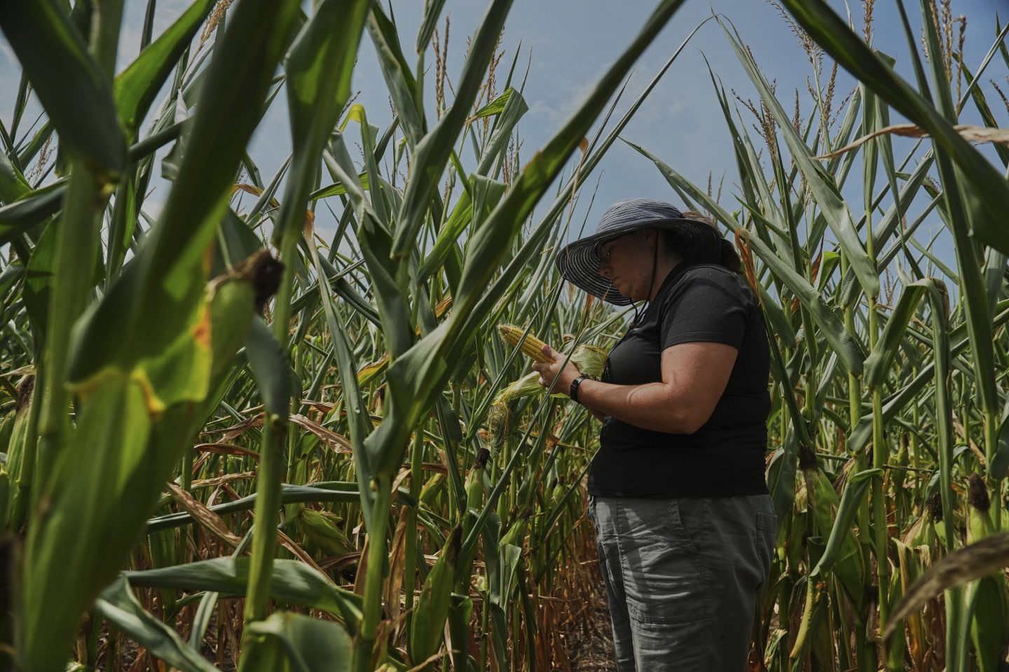Nicolle Ritchie peels corn facing away from the camera in the midst of a corn field.