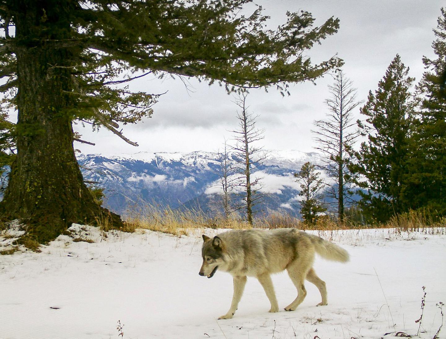 Gray wolves
