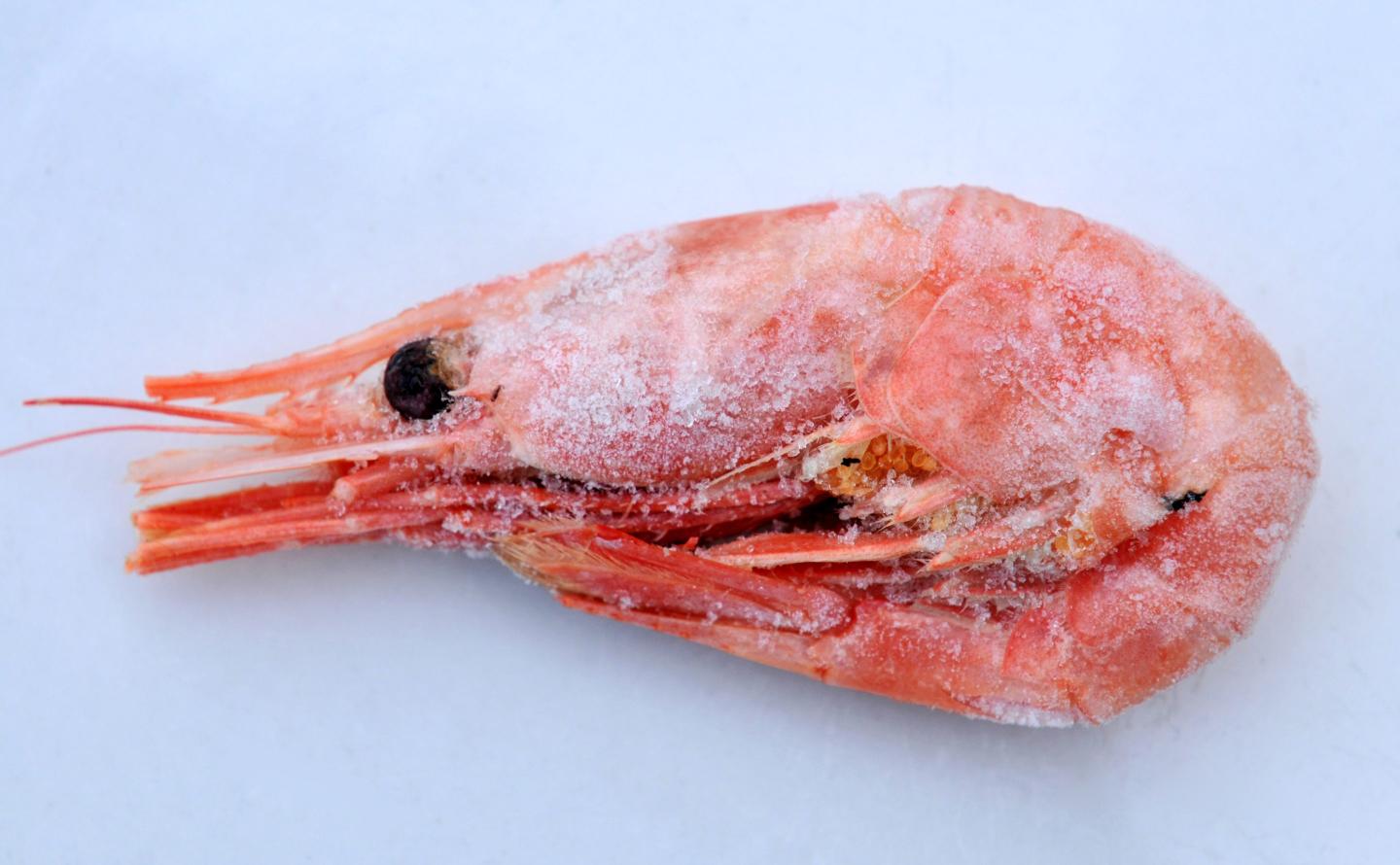 frozen shrimp