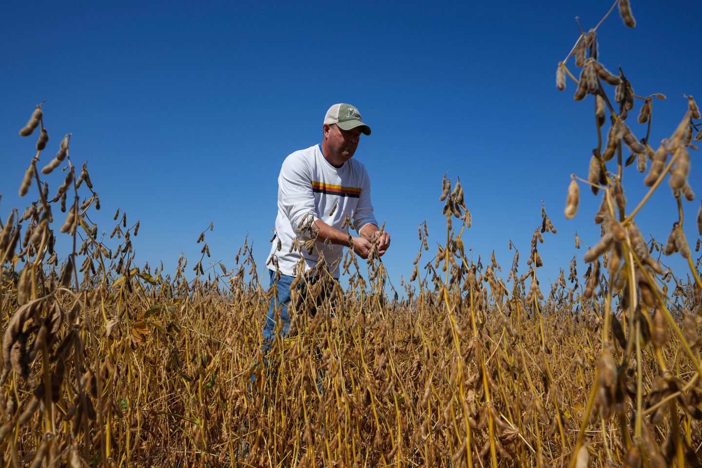 A farmer inspects one of his soybean fields in Warren, Ind. on Sept. 11.