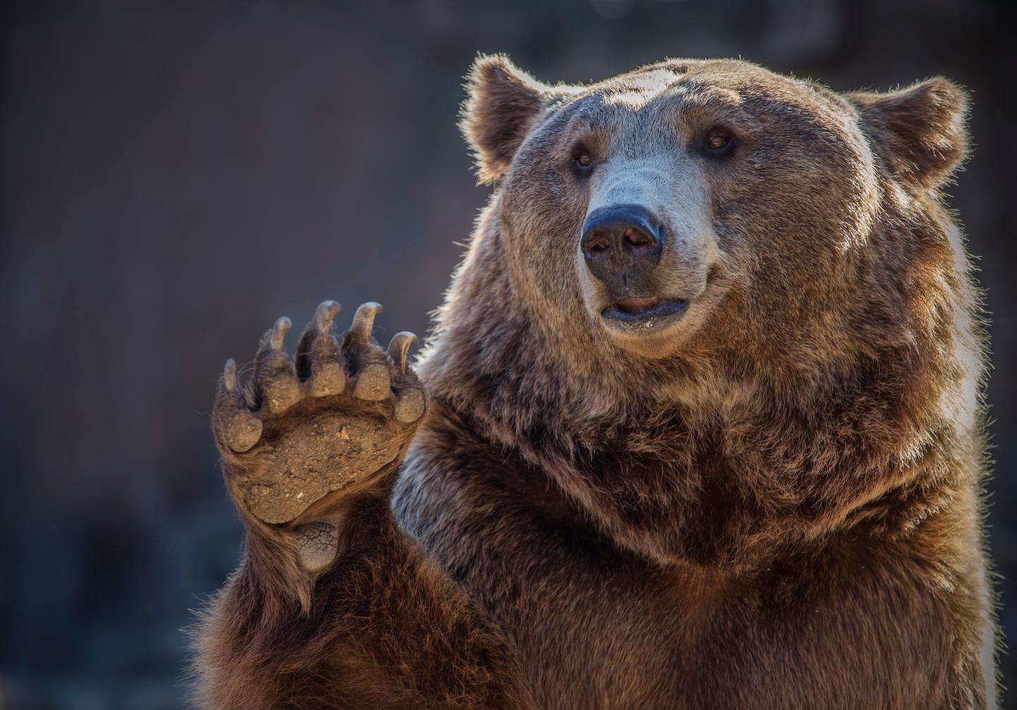 Goldman Sachs says this ‘Goldilocks’ stock market could be in for a shock before the end of the year