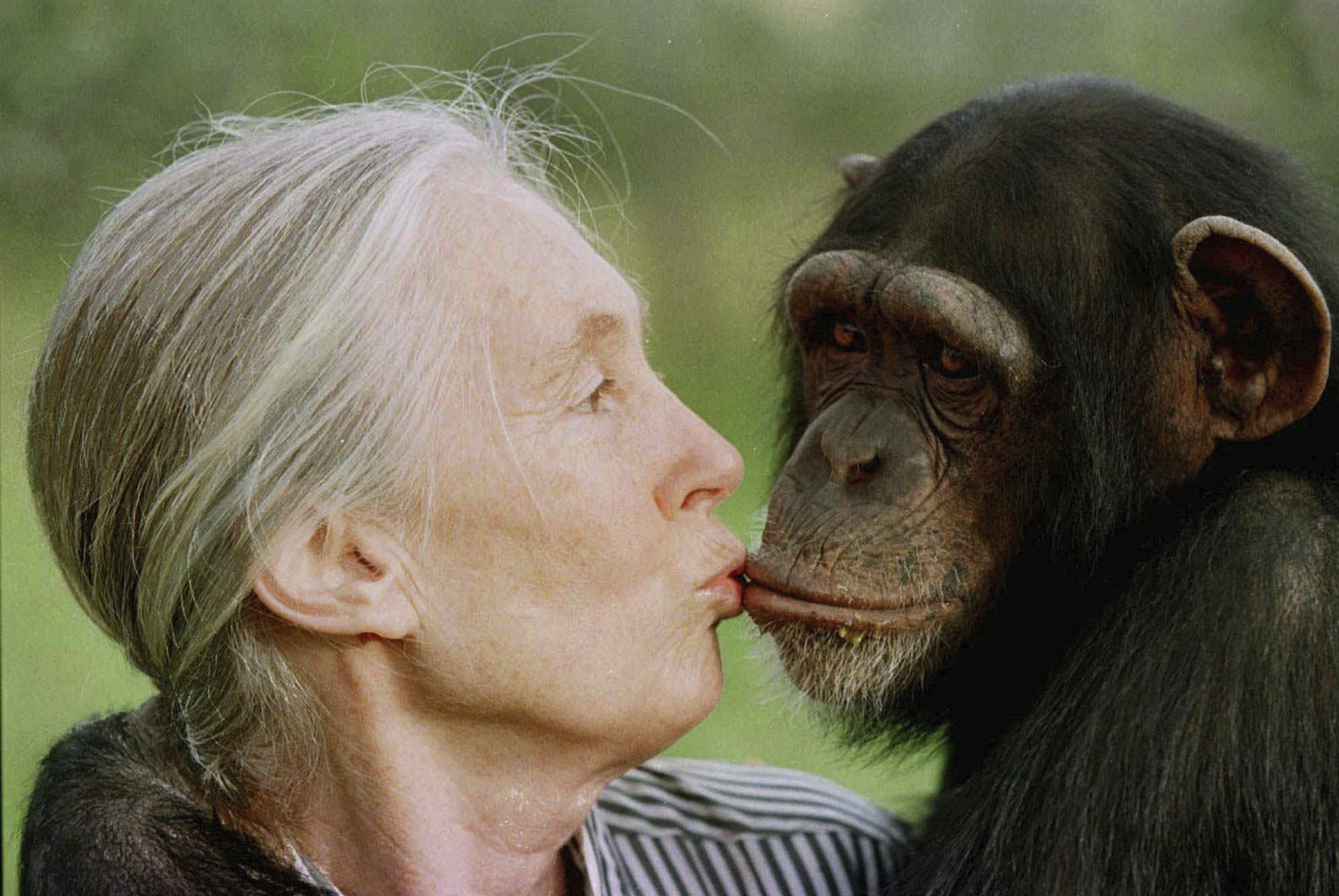 Jane Goodall, Renowned Primatologist and Environmental Advocate, Passes Away at 91